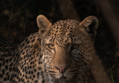 Leopard